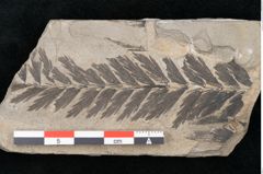Foto (Detailansicht) von Asplenites elegans Ettingshausen (NHMW-GEO-2024-0188-11190)